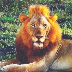 AFRICAN SAFARI ||SUBHOLAKSHMI SINHA & SUPRIYO SINHA ||  আফ্রিকান সাফারি || শুভলক্ষ্মী সিংহ  সুপ্রিয় সিংহ